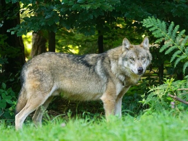 Zahl der Wolfsübergriffe auf Nutztiere geht zurück / Willingmann: „Herdenschutz wirkt“