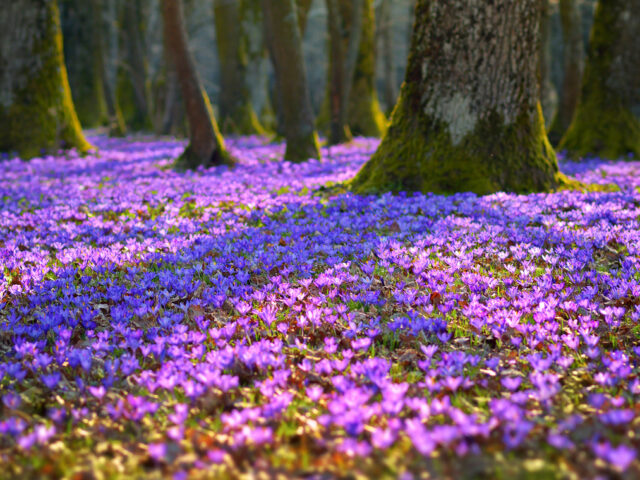 Der Lenz ist bald da! – Am 1. März beginnt der meteorologische Frühling