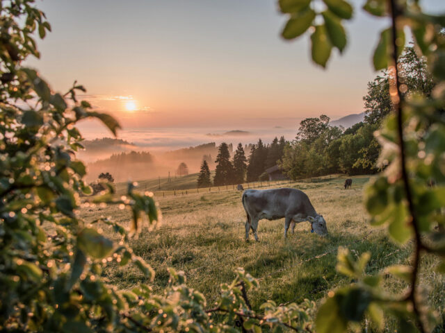 Für eine sinnreiche (R)Auszeit – Das Südliche Allgäu begeistert mit zahlreichen naturnahen Möglichkeiten zur Erholung mit allen Sinnen