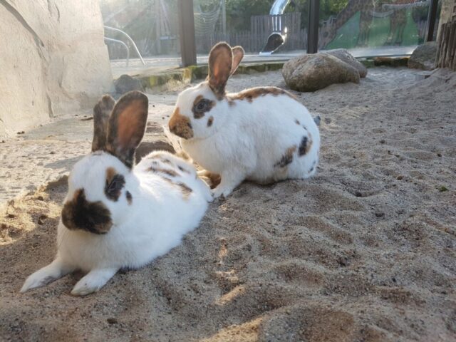 Ostern im Zoo Magdeburg: Welches Ei gehört zu welchem Tier?