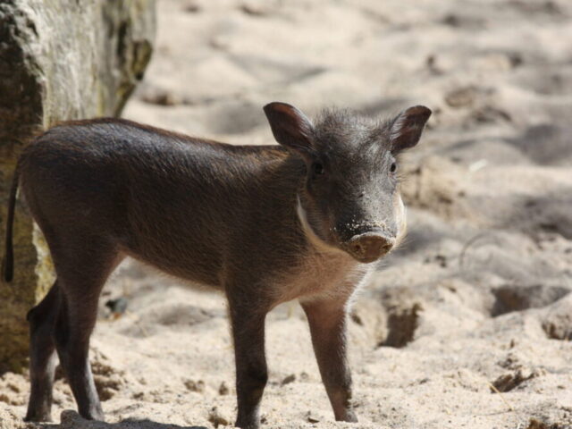 Neues vom Zoo Magdeburg: Nachwuchs im Doppelpack bei den Warzenschweinen