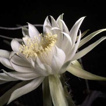 „Königin der Nacht“ blüht in den Gruson-Gewächshäusern / Größte Blüte aller Kakteen