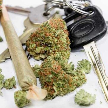 Heute im Bundesrat: Neue Grenzwerte zu Cannabis am Steuer gebilligt