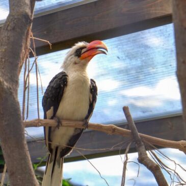 Tierische Neulinge im Zoo: Deckens Toko-Pärchen