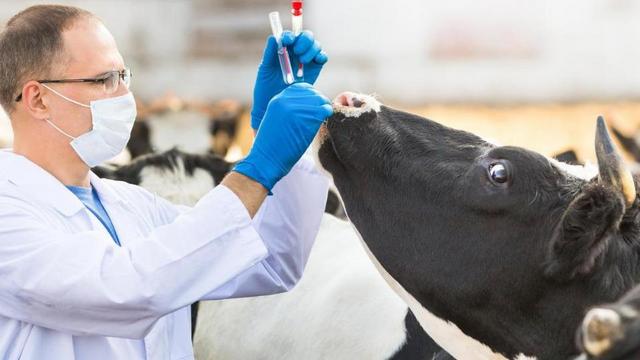 Im Land fehlen Tierärzte für Nutztiere