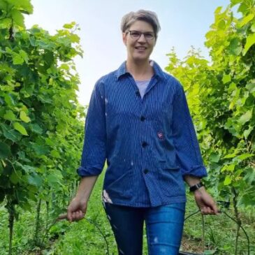 Start der Weinlese für ersten Federweißen