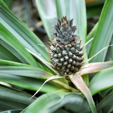 Am Sonntag in den Gruson-Gewächshäusern: „Die Ananas und ihre Familie“