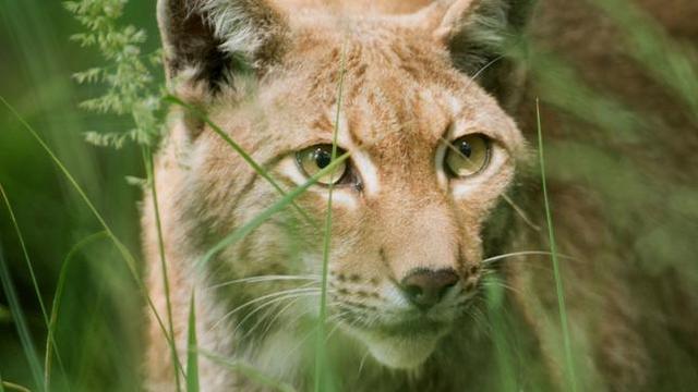 Naturdoku: Unsere Wälder (2) – Zurück in die Zukunft