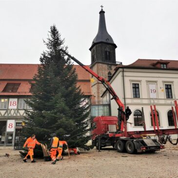 Weihnachten in Haldensleben: Stadt sucht große Nadelbäume