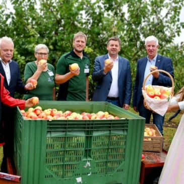 Start in die Apfelsaison 2024: Sachsen-Anhalts Äpfel überzeugen durch Qualität und Geschmack