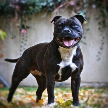 Verfahren gegen uneinsichtige Hundehalterin / Magdeburger Ordnungsamt stellt Hündin sicher