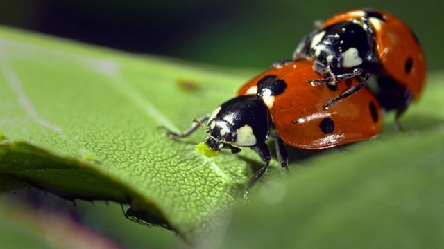 Tierdoku: Wilde Eltern – Mit Leidenschaft zum Nachwuchs (Das Erste  20:15 – 21:00 Uhr)