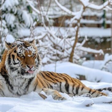 Veränderte Öffnungszeiten am Heiligen Abend und Silvester im Zoo