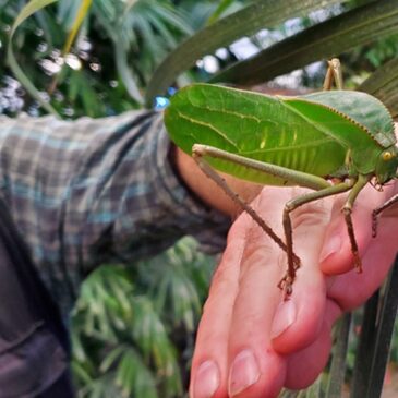 300 frisch geschlüpfte Falter und grüne „Monster“ im Magdeburger Schmetterlingshaus