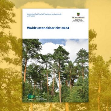 Waldzustandsbericht 2024: Niederschläge sorgen für Erholung in Sachsen-Anhalts Wäldern