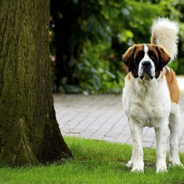 Hundebesitzer gesucht: Freilaufender Bernhardiner auf der B1