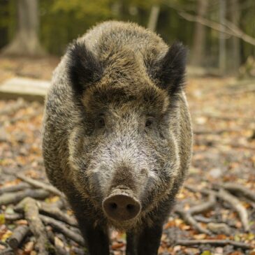 Seit 2020 in Deutschland: Tausende Fälle von Schweinepest