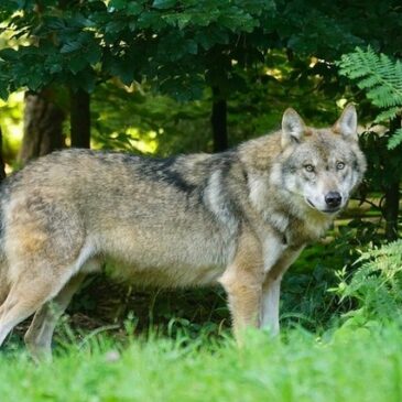 Wolfspopulation nimmt weiter zu / Willingmann kündigt Erlass für „Schnellabschüsse“ in Sachsen-Anhalt an