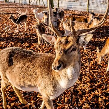 Das perfekte Dinner im Damwildgehege:  Elbauenpark lädt in den Winterferien zur öffentlichen Fütterung ein