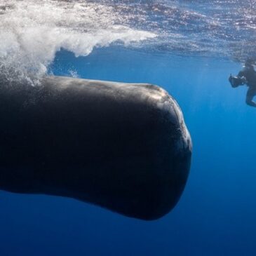 Dokumentarfilm: Patrick and the Whale – Eine außergewöhnliche Freundschaft (Arte  20:15 – 21:25 Uhr)