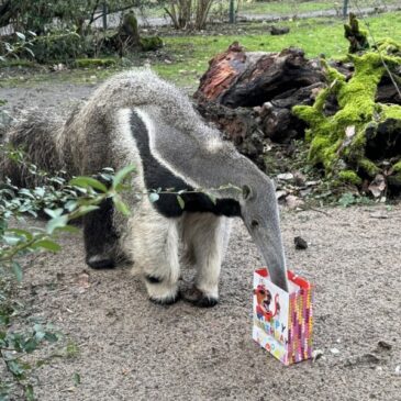 Großer Ameisenbär OSITA wird heute 4 Jahre alt! Öffentliche Fütterung mit Überraschungen