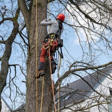 Zur Gewährleistung der Verkehrssicherheit: Baumpflegearbeiten in Sudenburg und Ottersleben