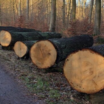 Staatssekretär Gert Zender: „Unsere Wälder liefern Holz von höchster Qualität und sichern Wertschöpfung in der Region.“