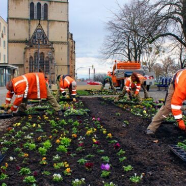 Frühjahrsbepflanzung zum Weltfrauentag / 7.700 Frühjahrsblumen für rund 3.200 Euro